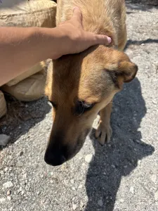 Hund Fernado adoptieren