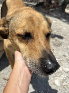 Hund Fernado adoptieren