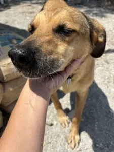 Hund Fernado adoptieren