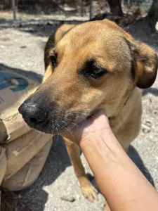 Hund Fernado adoptieren