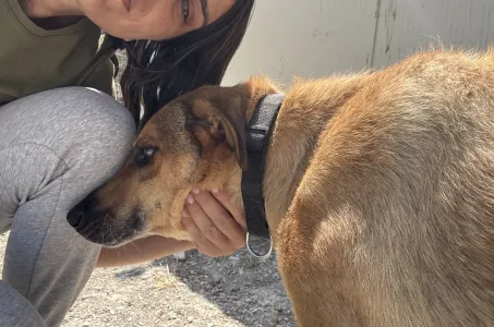 Hund Fernado adoptieren