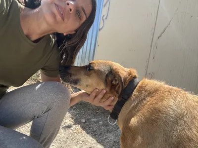 Hund Fernado adoptieren
