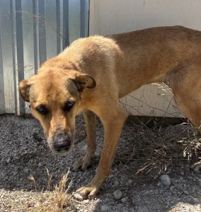Hund Fernado adoptieren