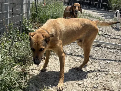 Hund Fernado adoptieren