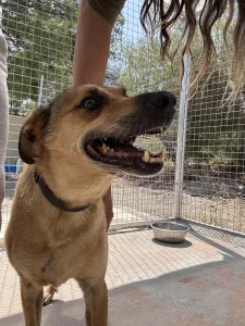 Hund Fernado adoptieren