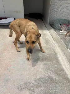 Hund Fernado adoptieren