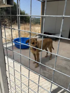 Hund Fernado adoptieren