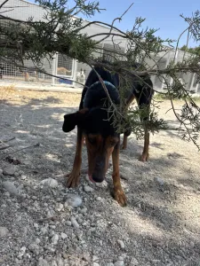 Adopt Marieta