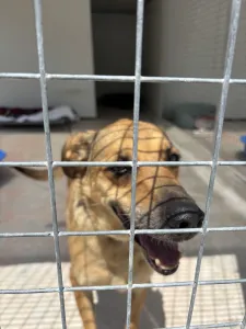 Adoptionsprofil für Fernado