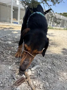 Adopt Marieta