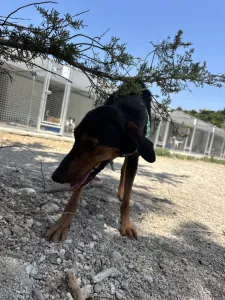 Adopt Marieta