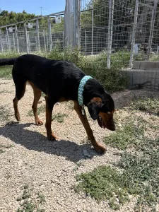 Adopt Marieta