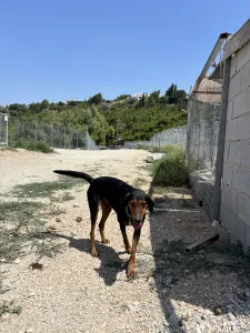 Adopt Marieta