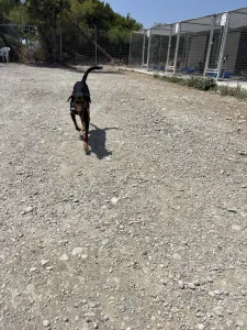 Adoptionsprofil für Marieta
