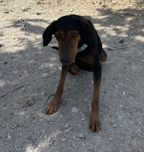 Adopt Marieta