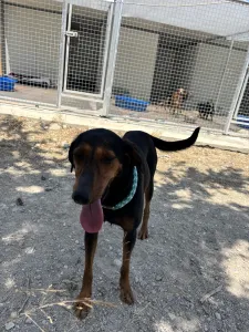 Adopt Marieta