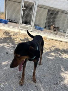 Adopt Marieta