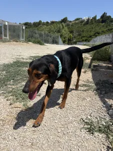 Adopt Marieta