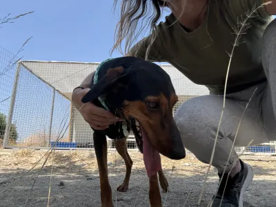 Adopt Marieta