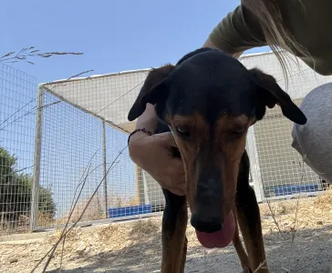 Adopt Marieta
