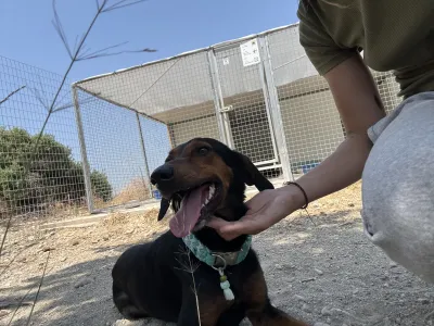 Adopt Marieta