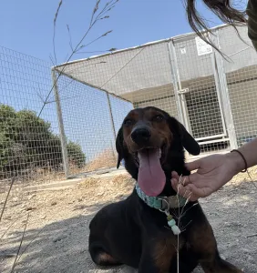 Adopt Marieta