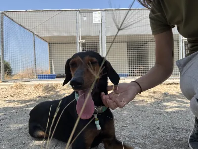 Adopt Marieta