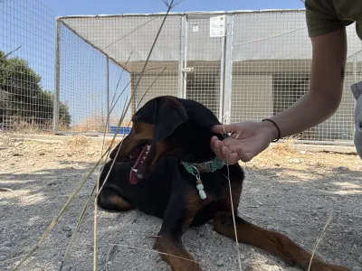 Adopt Marieta