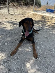 Adopt Marieta