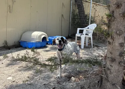 Adoptionsprofil für Nikoleta