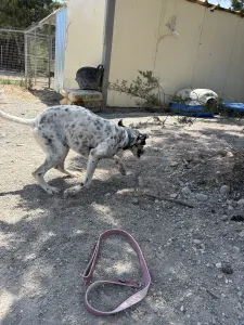 Adopt Nikoleta