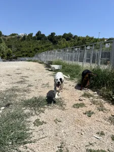 Adopt Nikoleta