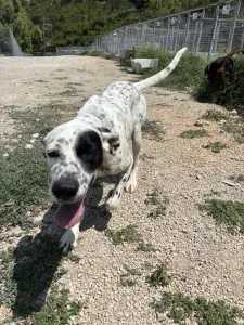 Adopt Nikoleta