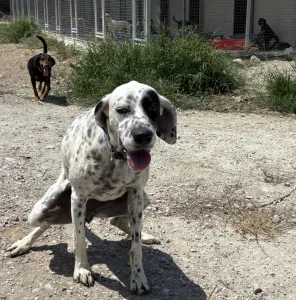 Adopt Nikoleta