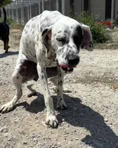 Adopt Nikoleta