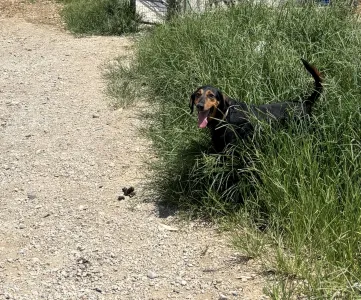 Adoptie hond Filippos