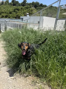 Adoptie hond Filippos