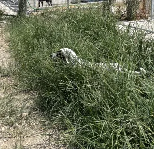 Adopt Nikoleta