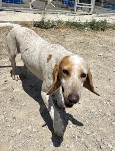 Adopt Christy