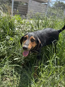 Adoptionsprofil für Filippos