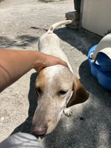 Adopt Christy