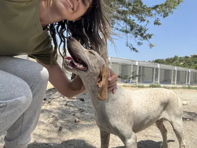 Adopt Christy