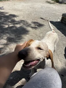 Adopt Christy