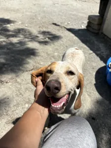 Adopt Christy