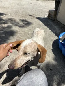 Adopt Christy
