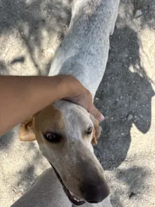 Adopt Christy