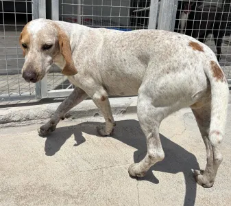 Adopt Christy