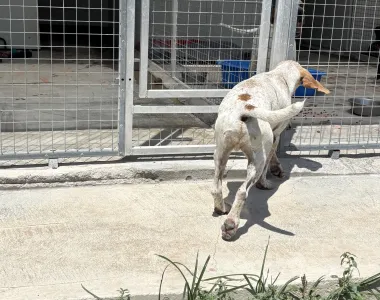 Adopt Christy