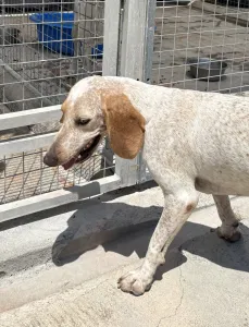 Adopt Christy