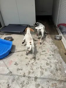 Adopt Nikoleta